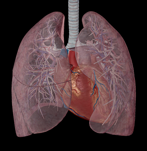 Anatomy and Physiology: The Relationships of the Respiratory System